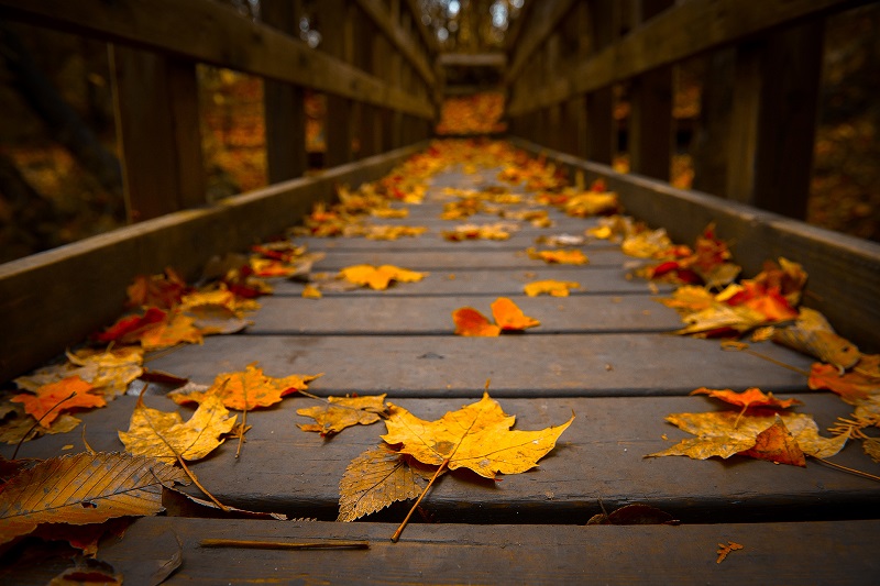 Si sta come di Autunno sugli Alberi le Foglie